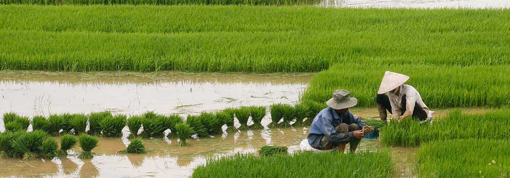 rice06